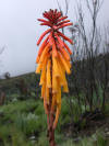 "Red Hot Poker" oder Fackellilie