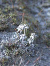 Edelweiss gab es in H�lle und F�lle