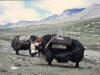 Yaks transportierten unser Gep�ck