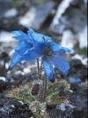 der seltene Blaue Mohn